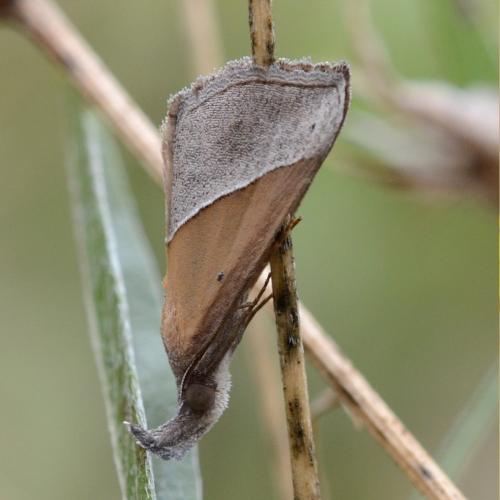 Réf. 266 539 : Hypena lividalis